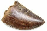 Serrated Raptor Tooth - Real Dinosaur Tooth #376411-1